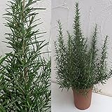 ローズマリー（立性）：トスカナブルー5号ポット ノーブランド品