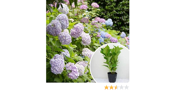 Amazon 苗 苗木 5本セット アジサイ 樹高0 3m前後 15cmポット 造園用 あじさい 紫陽花 西洋アジサイ 苗木 植木 苗 庭木 生け垣 5本 5 植木