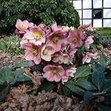 クリスマスローズ（原種交配）：*HGCピンクフロスト4.5号ポット[開花見込み株]