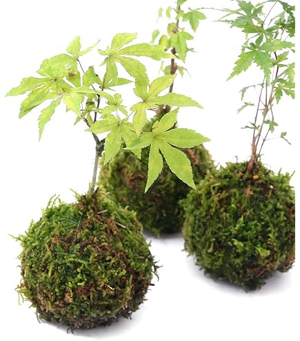 Amazon.co.jp: 杉玉 直径約38cm 屋根. C : DIY・工具・ガーデン