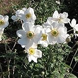 シュウメイギク（秋明菊）：白花一重3～3.5号ポット 3株セット[花壇・切花に人気の秋の花] ノーブランド品