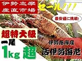 三重県伊勢志摩産　活伊勢海老《超特大級！1kg超え！》　　新鮮な伊勢エビをお届け　伊勢志摩直送
