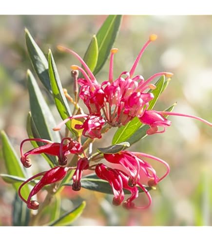 グレビレア　グレープ　② オージープランツ　グレープ　グレビレア　苗 グレビレア グレープ② | 沼ノ上農園