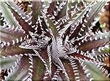 178. Dyckia Scorpion。（ディッキア種子 10粒+α) [並行輸入品]