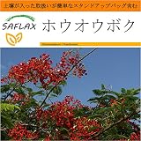 SAFLAX - Garden in the Bag - ホウオウボク - 6 種 -　取扱いが簡単なスタンドアップバッグに栽培用土壌が入っています - Delonix regia