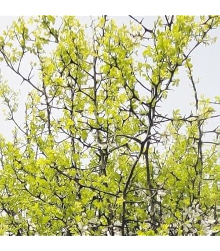 Amazon.co.jp: カラタチの実生苗 40苗 柑橘 枳殻 台木 アゲハ蝶