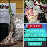 【希少なハイブリッド種】プルメリアのベアルート発根苗 ‘Wow' 栽培セット【スリット鉢・プルメリア専用培養土・栽培説明書つき】