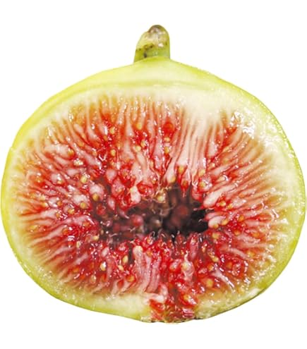 Amazon.co.jp: GREEN GREEK グリーングリーク b いちじく 苗木 : DIY