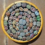 200 Mixed Succulents seeds- Lithops Seeds , Raw Stone Cactus Seeds Stems Potted Flowers