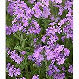 エリヌス・アルピヌス（イワカラクサ）：桃花3号 3株セット[岩唐草・エリヌス・アルピナス]