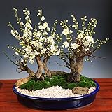 豪華梅寄せ盆栽：白梅5本寄せ*（瀬戸焼鉢）