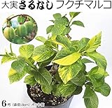 サルナシ 接ぎ木2年生 苗木 大実さるなし フクチマルコ （直径18cmポット苗）