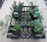 ハーブ　　ステップナッツ　オリジナル　６ポットセット