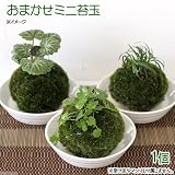 (こけだま)おまかせミニ苔玉(ホソバオキナゴケ)(1個) 本州・四国限定[生体]