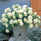 ペチュニア：ドレスアップ　ライム3号ポット 2株セット[八重咲き] ノーブランド品