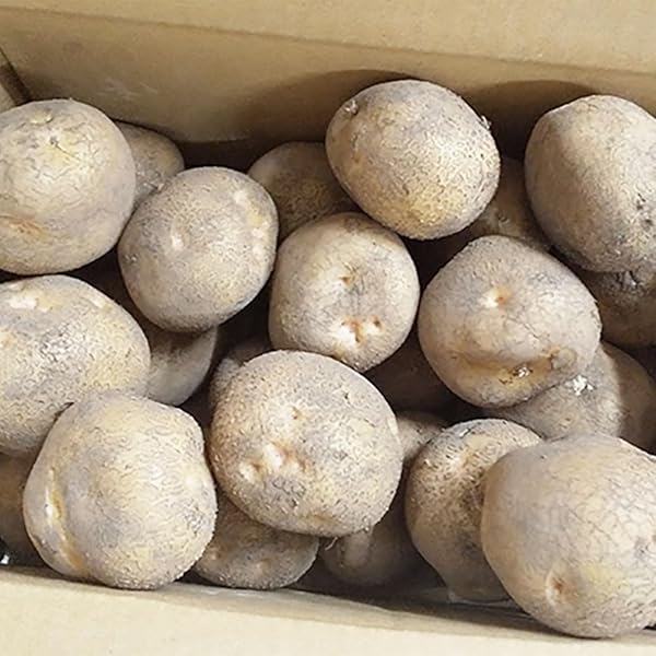 Amazon.co.jp: インカのめざめ 1.5kg(サイズ無選別) お試し用