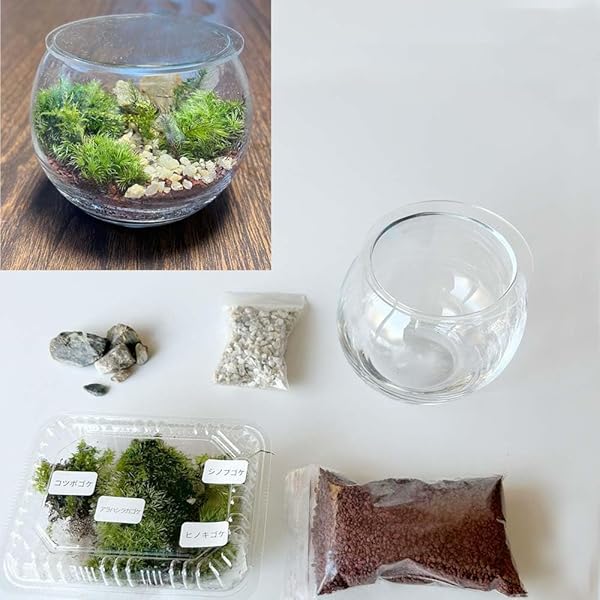 Amazon.co.jp: テラリウム・デコ ガラスの中の小さな植物園 : フロール