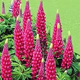 【メール便配送】国華園　花たね ラッセルルピナス ローズ 1袋(400mg)【※発送が国華園からの場合のみ正規品です】