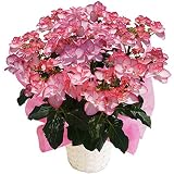 さかもと園芸　達人のあじさい　【 ピンキーリングピンク 】　大きい6号鉢　母の日　あじさい　アジサイ　紫陽花　花鉢植え　花　ギフト　プレゼント　贈答品