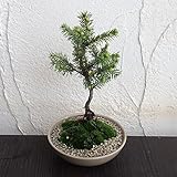 盆栽セット：エゾ松 ノーブランド品
