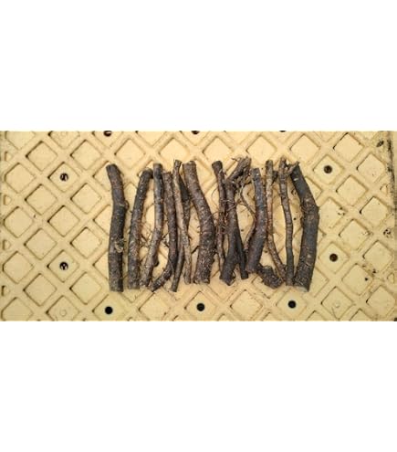 Amazon.co.jp: タラの芽 2kg : DIY・工具・ガーデン
