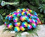 100PC Rainbow Chrysanthemum Flower Seeds, Ornamental Bonsai, Rare Color ,New Choose More Chrysanthem