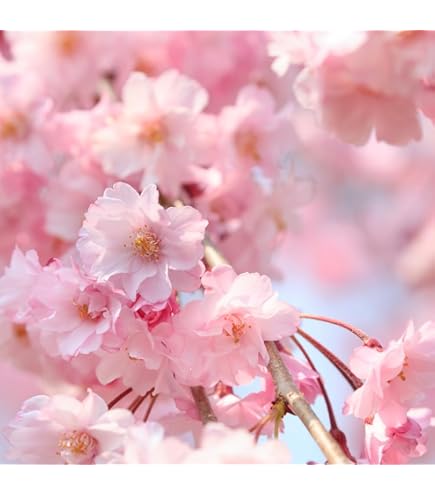 Amazon.co.jp: 桜 苗木 横浜緋桜 12cmロングポット苗 よこはまひざくら