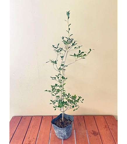 Amazon | ドウダンツツジ 樹高50cm前後 ポット苗！良樹形♪生垣などに