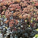 【6号鉢大株】セダム「オレンジ・ゼノックス」