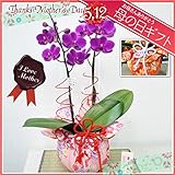 母の日 鉢花 ギフト ミディ 胡蝶蘭 ２本立 華てまり ピンク・紫系