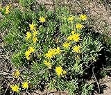 Othonna cylindrica - Othonna - 5 seeds