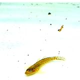 Amazon 淡水のハゼ よしのぼり3匹 ヨシノボリ3 川魚 こだわりの生体をお届けします 名生園 こだわりの生体をお届けします 名生園 観賞魚 水中生物 通販