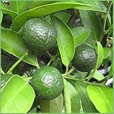 シークワーサーの苗木