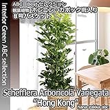 ホンコン・カポック斑入り (シェフレラ) 8号鉢 鉢カバー・受皿付 【送料無料】