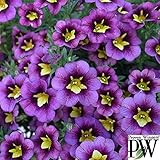 カリブラコア：スーパーベル　ブルーオーキッド3号ポット 3株セット[PW][多花性、半立ち性タイプ] ノーブランド品