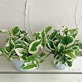 [エコ・プラント]ポトス：エンジョイ3号ポット2株セット