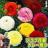 国華園　プラグ花苗 ラナンキュラスミックス 1トレー70本入り【※発送が国華園からの場合のみ正規品です】