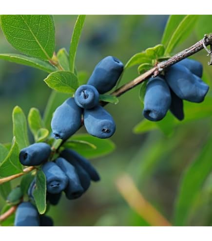 Amazon | ハスカップ 苗木 優良系ハスカップ 12cmポット苗 ハスカップ