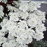 【メール便配送】国華園　花たね　多年草　宿根イベリス　1袋(100mg)【※発送が国華園からの場合のみ正規品です】