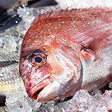 築地魚群 養殖 鯛 たい 国産 1尾 1kg前後サイズ