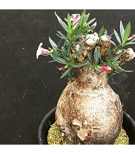 Amazon｜【ヤマノイモ科多肉植物／種子】Dioscorea Mexicana ディオス