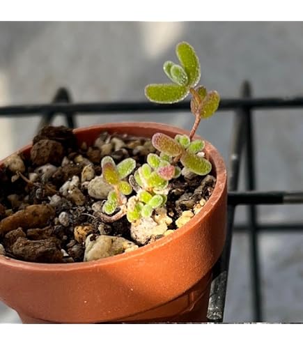 Amazon｜多肉植物 ドロサンテマム 蜜橘 抜き苗 1株｜観葉植物
