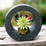 多肉植物 苔玉 koke-pochi シリーズ ～多肉植物の苔玉リング～ Sサイズ ブラック