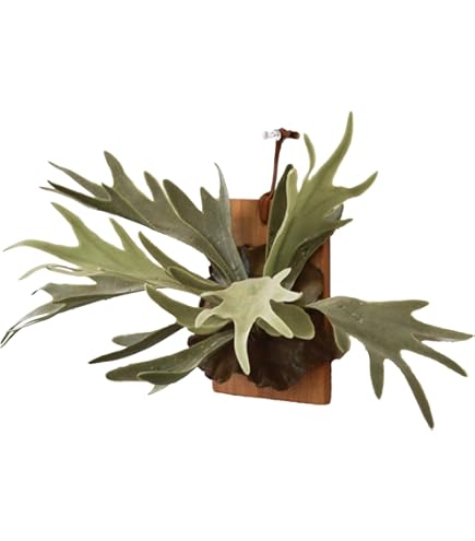 Amazon.co.jp: P.veitchii Auburn river @bikamori.com アーバンリバー