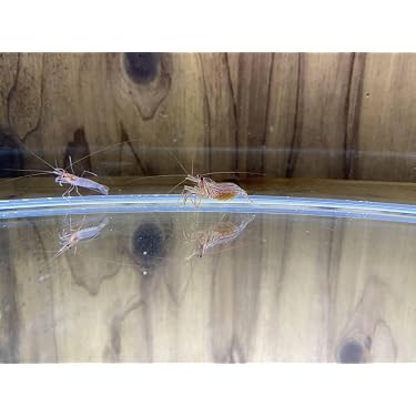 Amazon.co.jp 最新リリース: 生体（観賞魚・水中生物） の新着