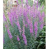 ミソハギ（禊萩）3.5号ポット 2株セット[開花期間が長い夏の花] ノーブランド品