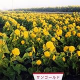 [タネ]景観形成作物：ヒマワリ・サンゴールドわい性 100g