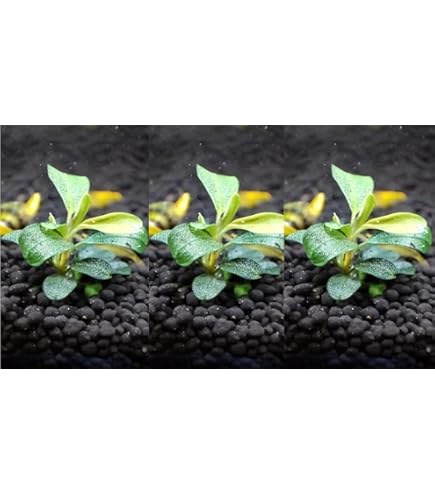 Amazon.co.jp: ブセファランドラ スケルトンキング（キシィ