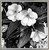 小さな白い花by Harold Silverman – 花 18"x18" ホワイト 59776-36-17FUSA