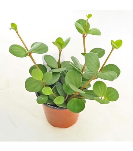 Amazon｜観葉植物 cot ペペロミア カペラータ 銀河 3.5号鉢 観葉植物